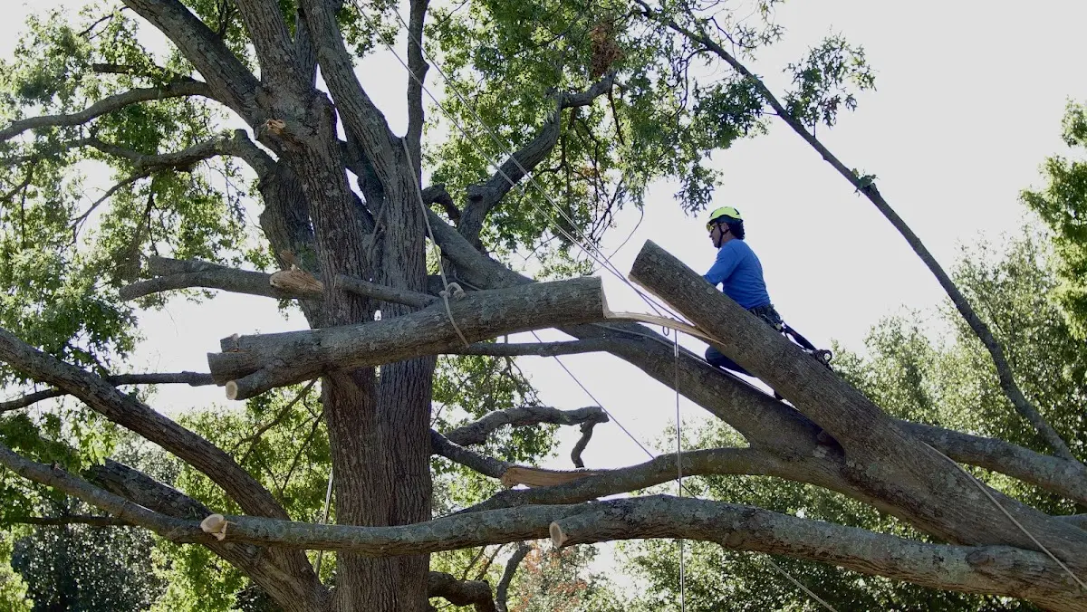 Professional Crown Thinning performed by certified arborists in Hollywood